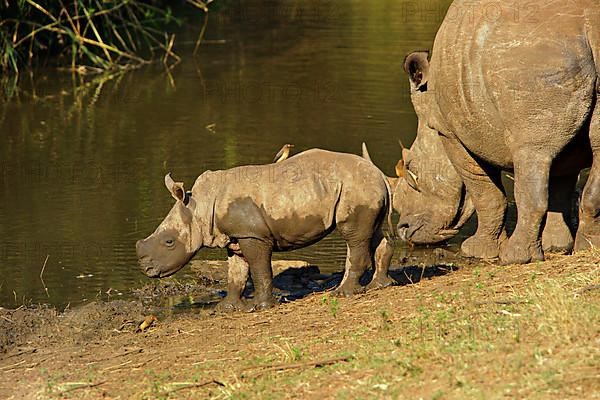 White rhinoceroses