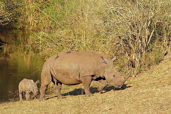 White rhinoceros