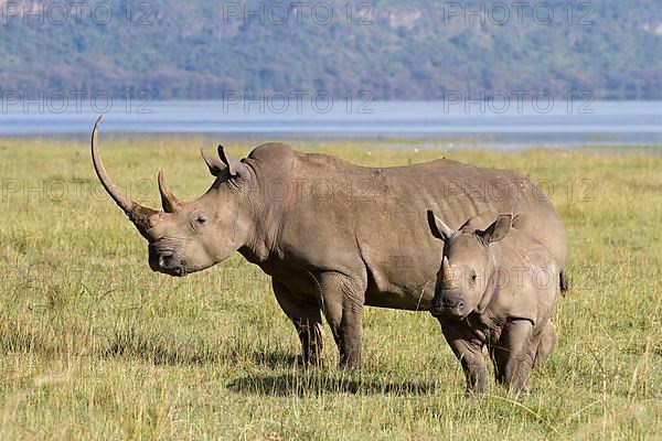 White rhinoceroses