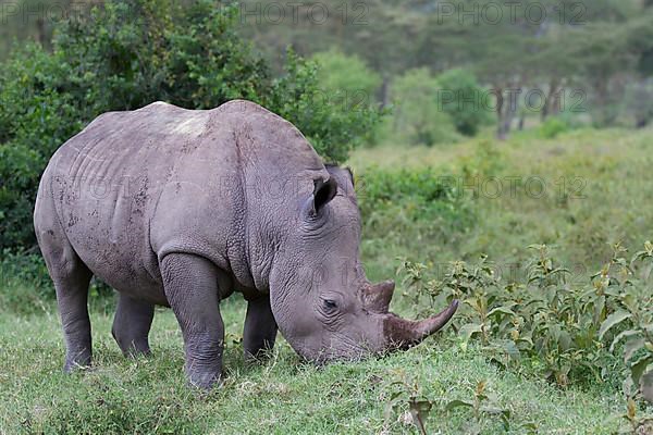 White rhinoceroses