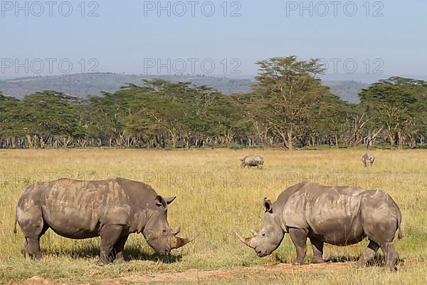 White rhinoceroses