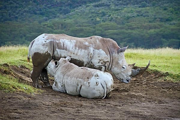 White rhinoceroses