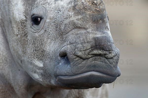White rhinoceroses