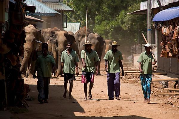 Asian elephant