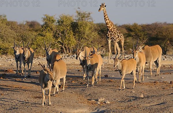 Tragelaphus oryx