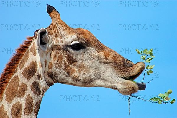 Giraffe