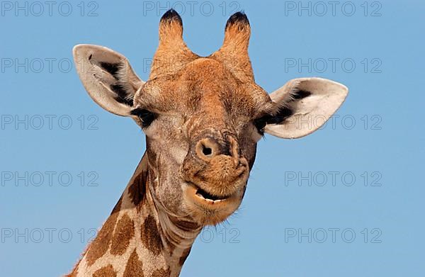 Giraffe