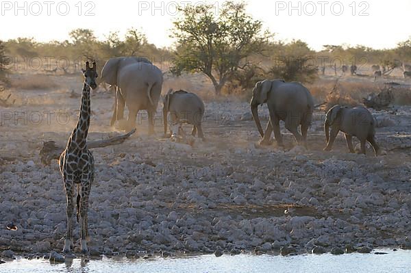 Giraffes