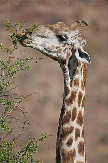 Southern giraffe