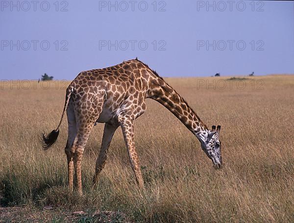 Masai Giraffe