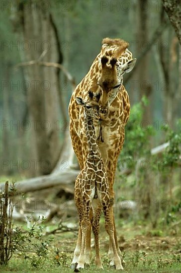 Masai Giraffe