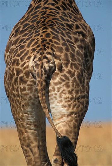 Masai Giraffe