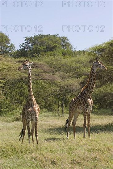 Masai Giraffe