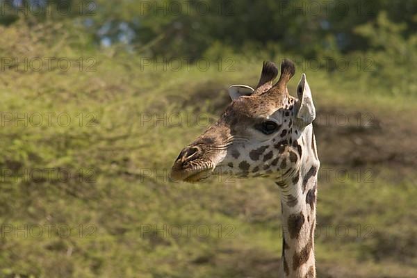 Masai Giraffe