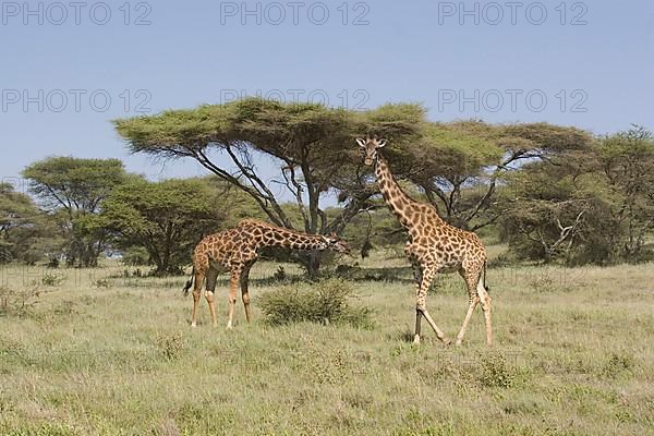 Masai Giraffe