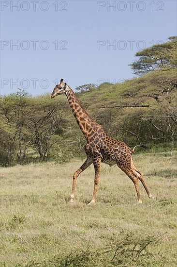 Masai Giraffe