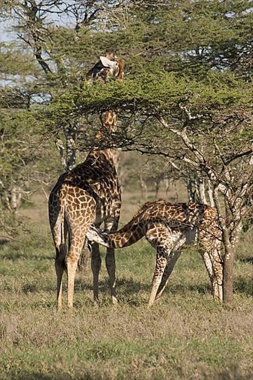 Masai Giraffe