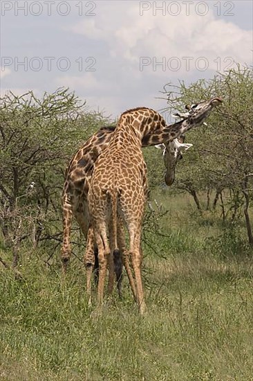 Masai Giraffe