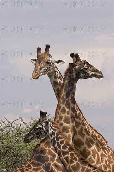 Masai Giraffe