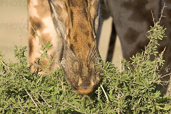 Masai Giraffe