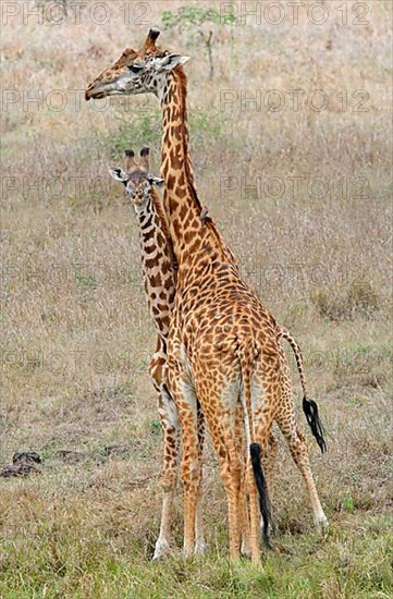 Masai Giraffe