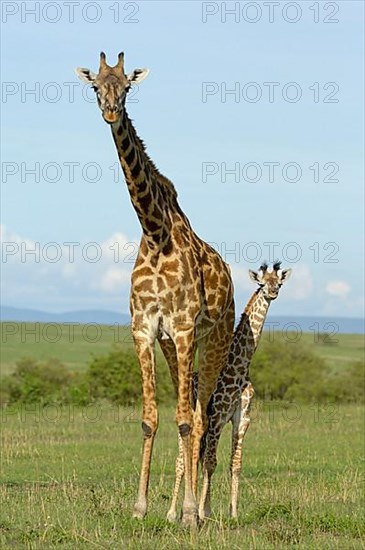 Masai Giraffe