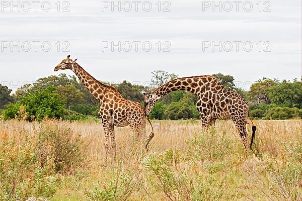 Masai giraffe