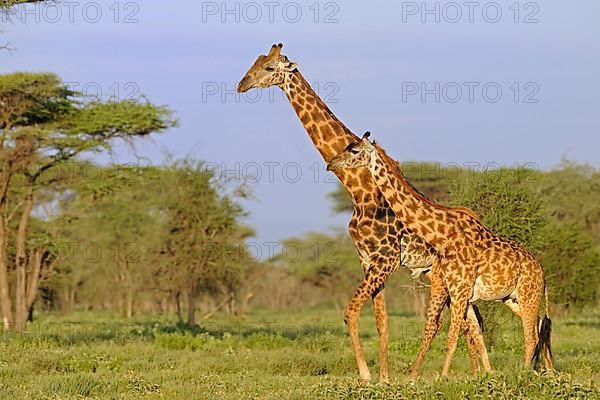 Masai giraffe