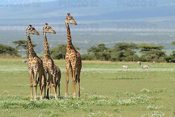 Masai giraffe