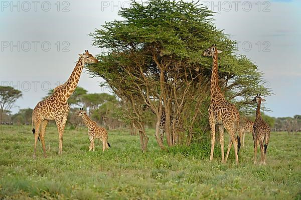 Masai giraffe