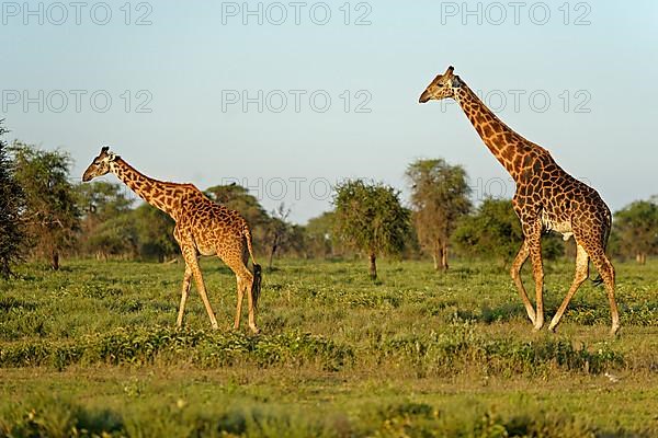 Masai giraffe