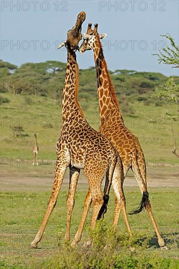 Masai giraffe