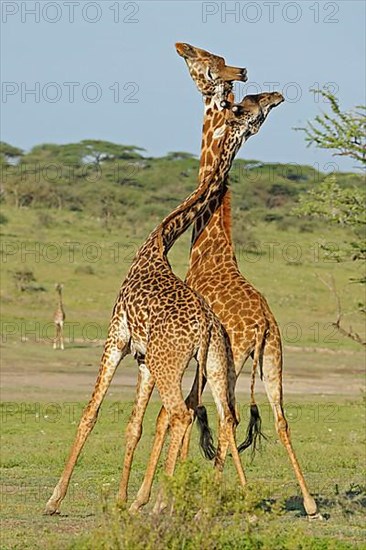 Masai giraffe