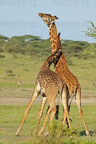 Masai giraffe