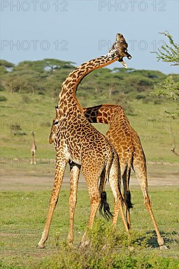 Masai giraffe