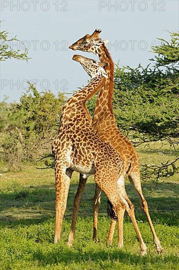 Masai giraffe