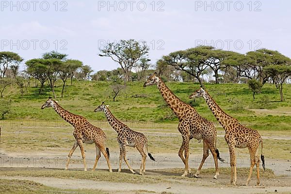 Masai giraffe