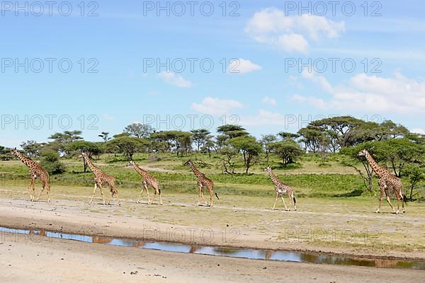 Masai giraffe