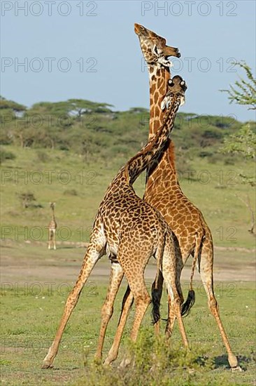 Masai giraffe