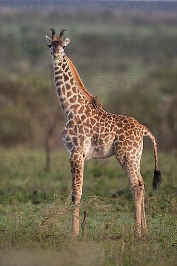 Masai giraffe