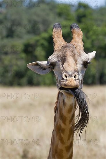 Masai Giraffe