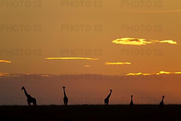 Masai giraffe