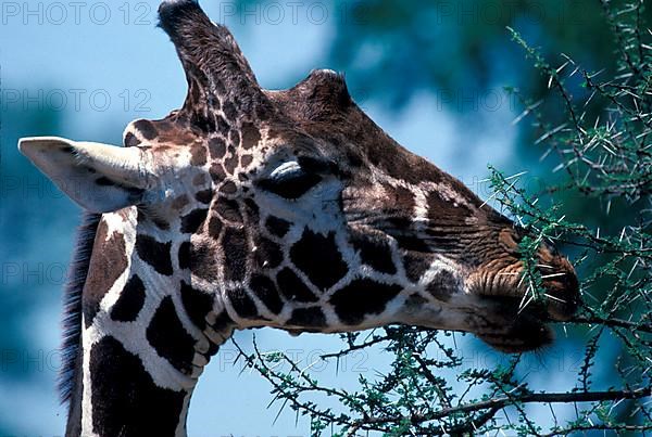 Reticulated giraffe