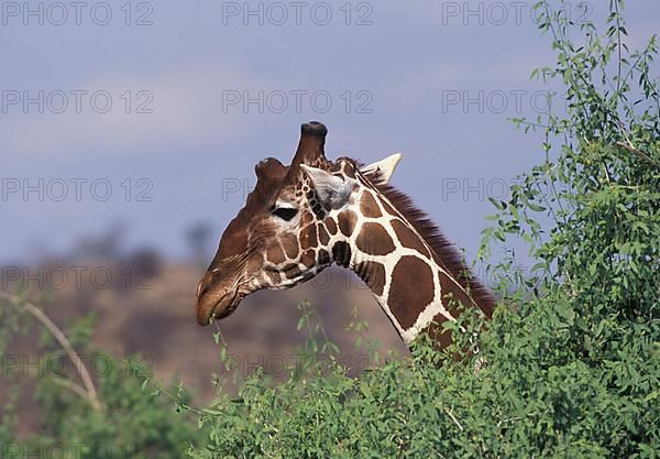 Reticulated giraffe