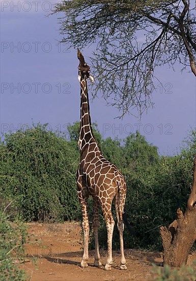 Reticulated giraffe