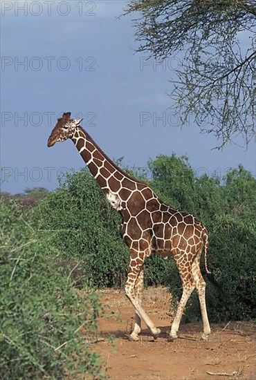 Reticulated giraffe