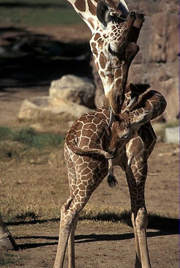 Reticulated giraffe