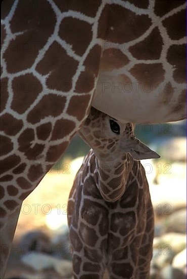 Reticulated Giraffe