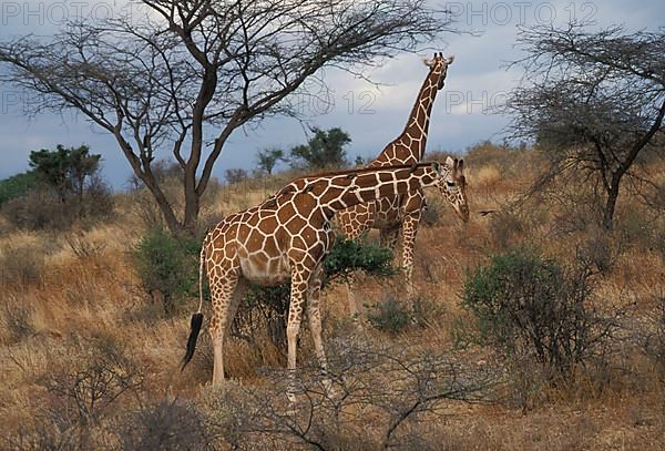 Reticulated giraffe