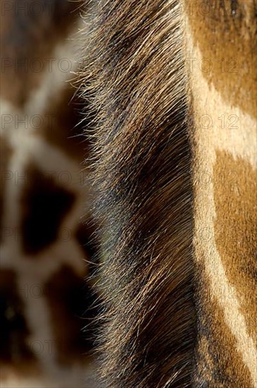 Reticulated giraffe